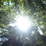 【アワサヌキ】アワの国徳島県大麻比古神社＜上一宮大粟神社と対極的なサヌキ（男性性）の神社＞